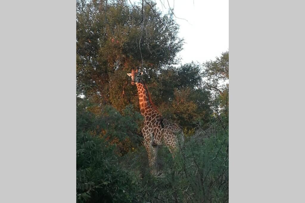 Amukela Kaya Villa Hoedspruit Eksteriør bilde