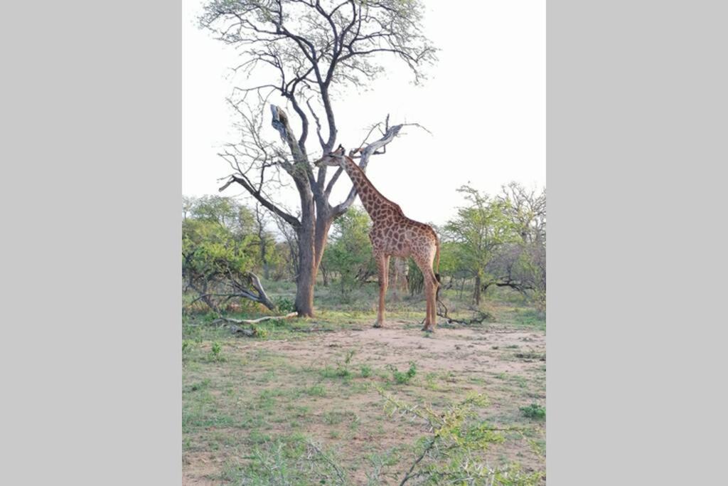 Amukela Kaya Villa Hoedspruit Eksteriør bilde